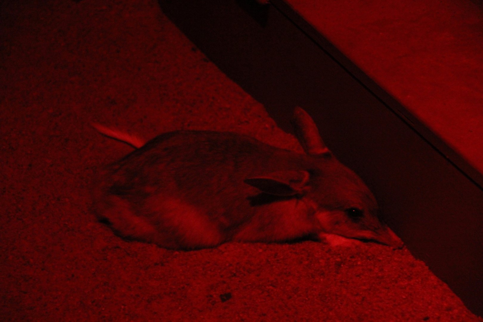 greater bilby (Macrotis lagotis)