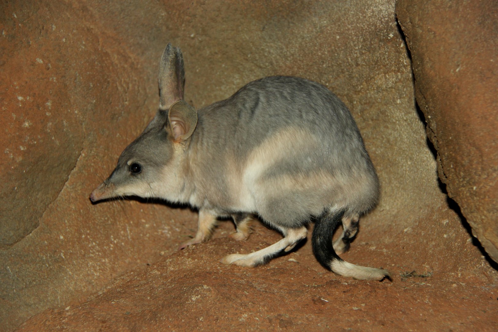 greater bilby (Macrotis lagotis)