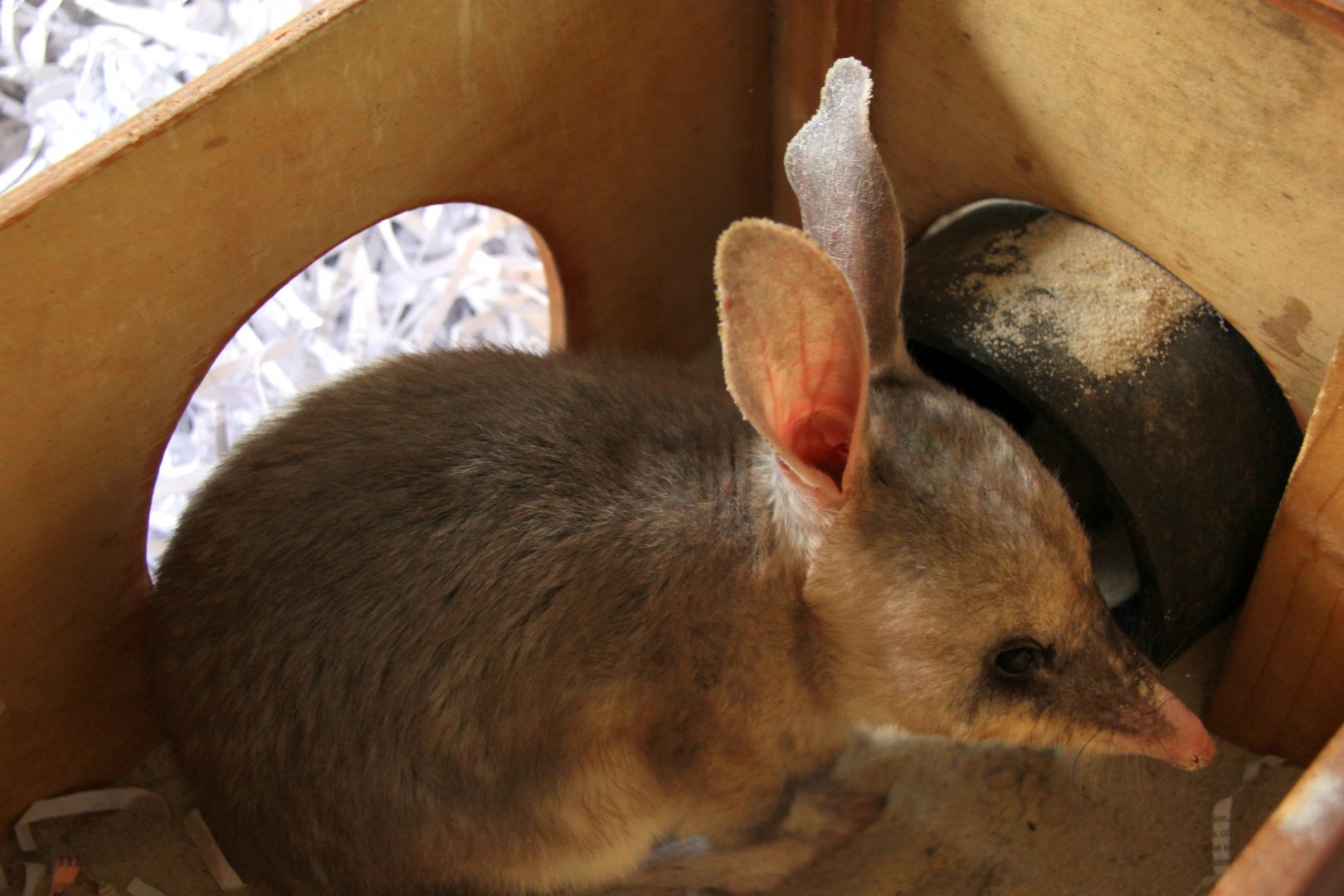 Greater Bilby (Macrotis lagotis)