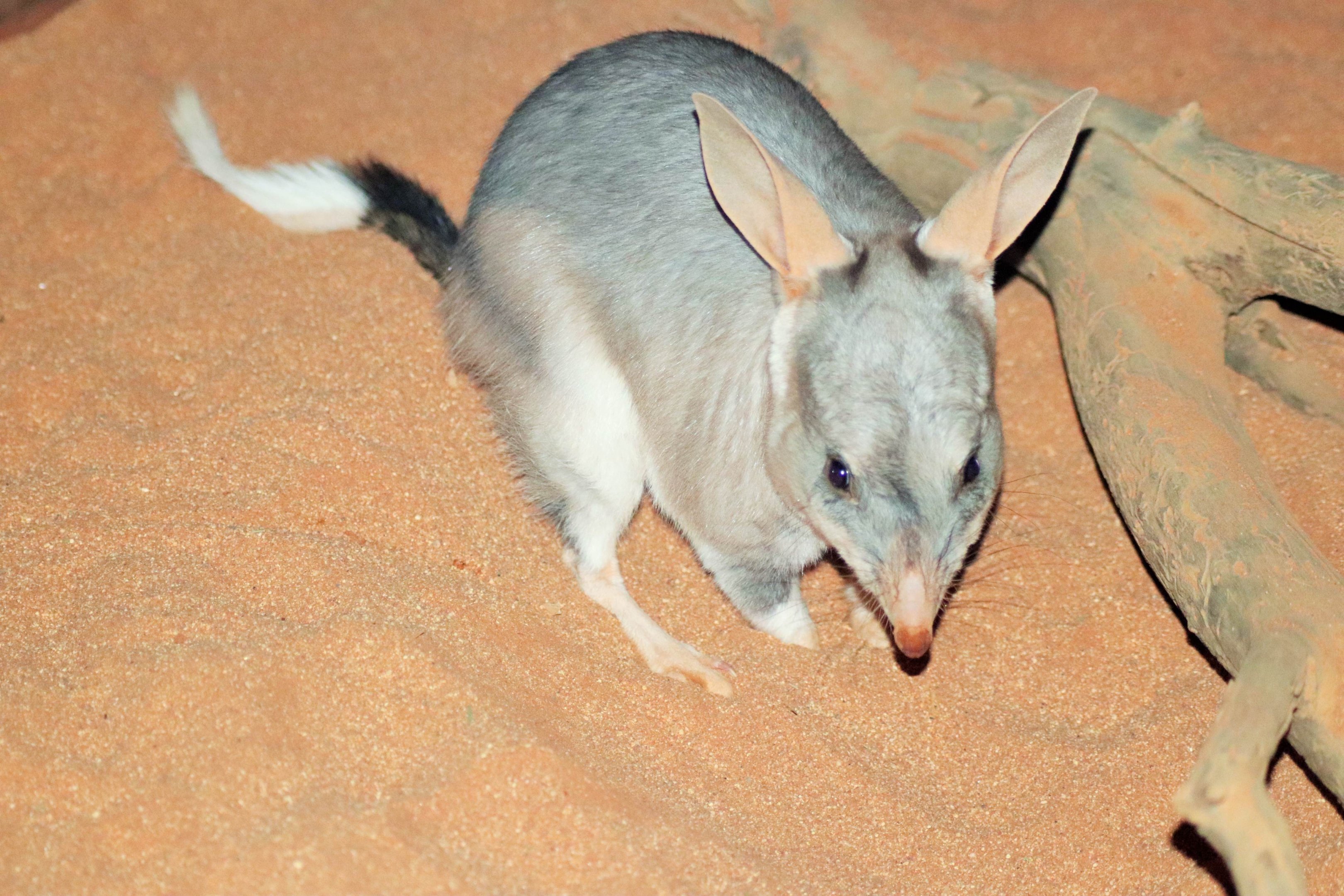 Greater Bilby (Macrotis lagotis)