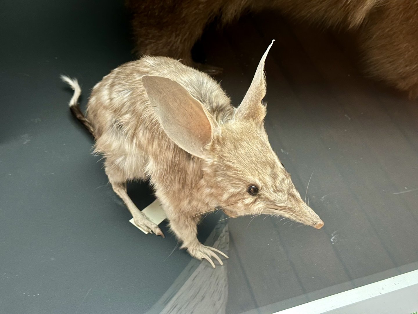 Greater bilby (Macrotis lagotis)