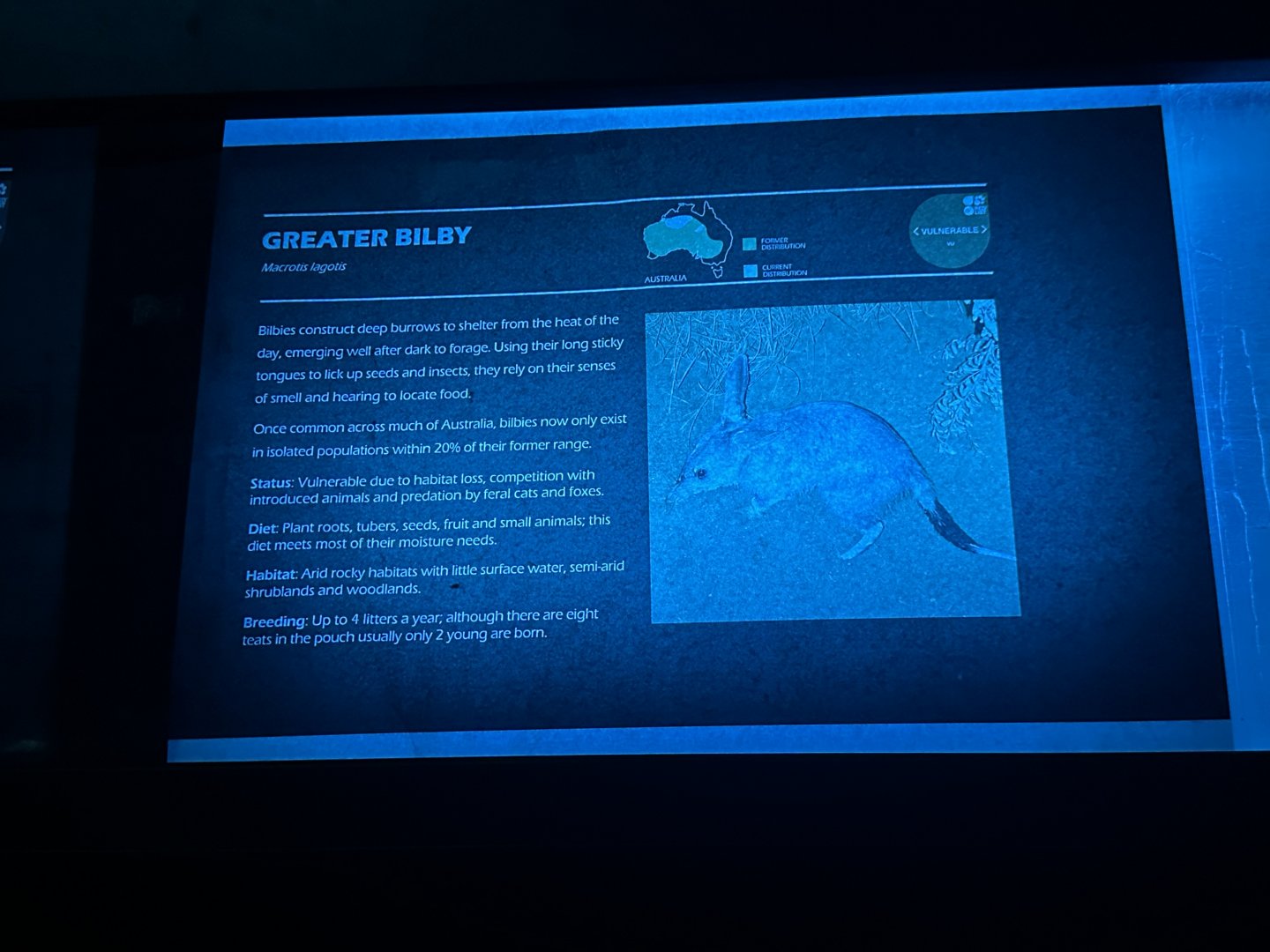 Greater bilby signage