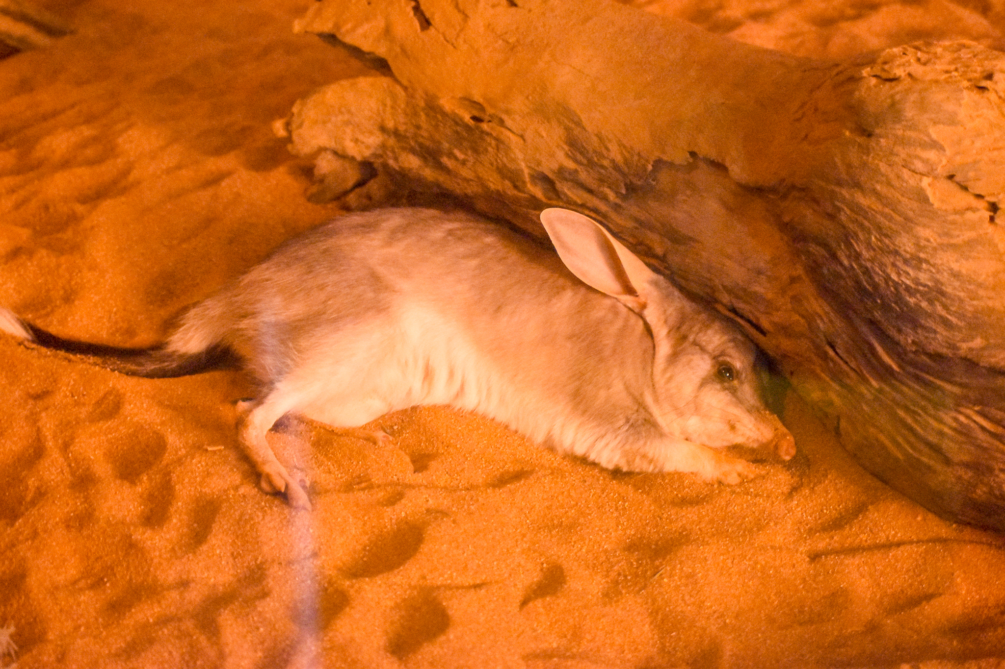 Greater Bilby