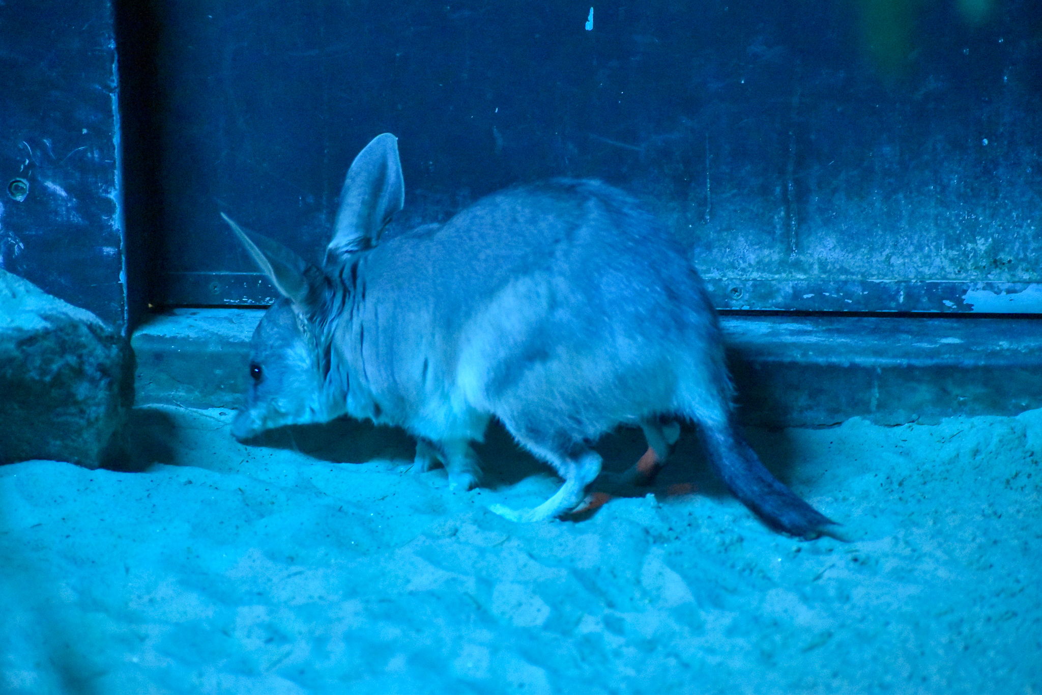 Greater Bilby