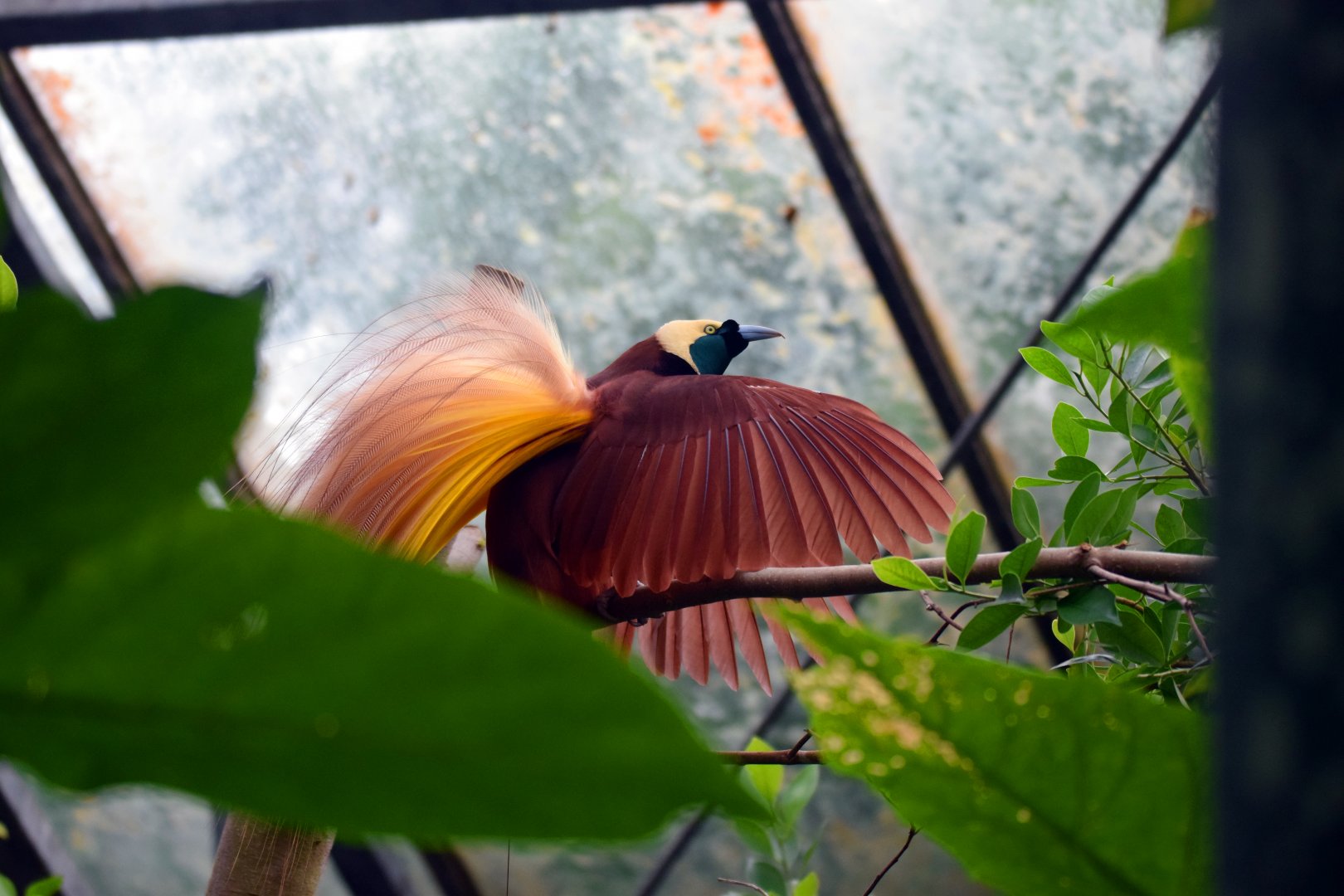 Greater bird of paradise, 19.10.2019