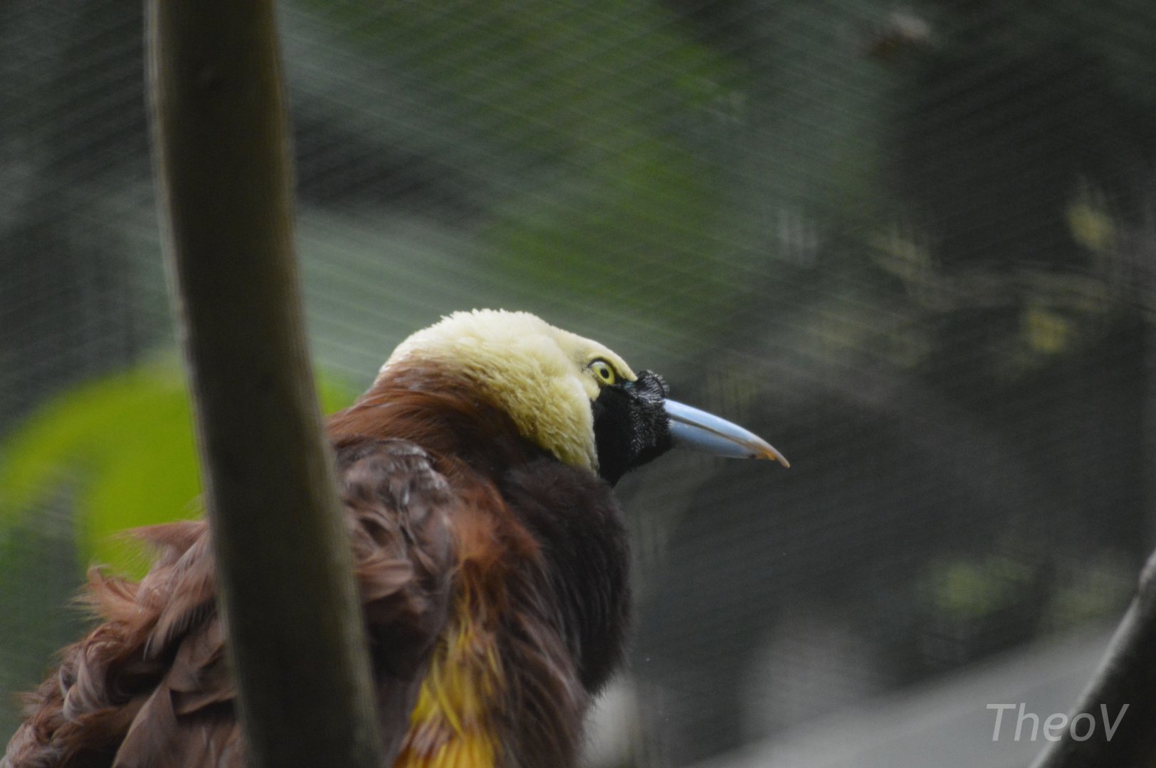 Greater bird-of-paradise [2018]