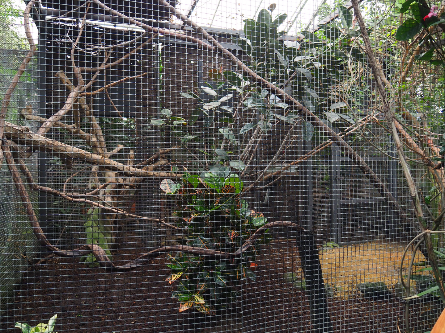 Greater bird-of-paradise aviary, 2019-10-05