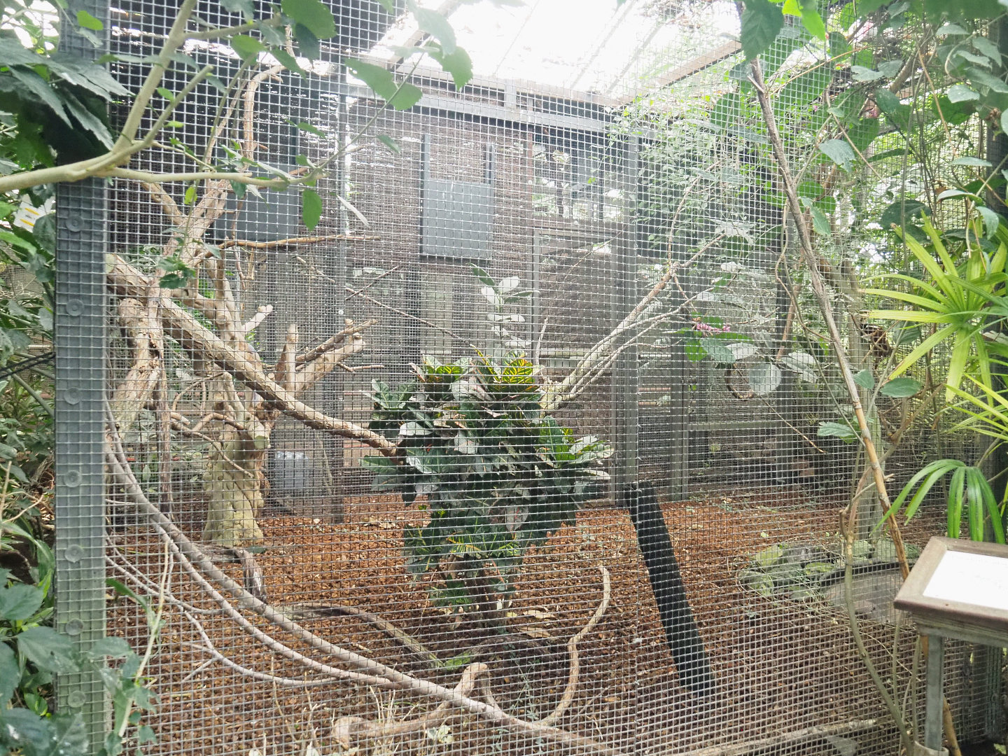 Greater bird-of-paradise aviary, 2022-09-14