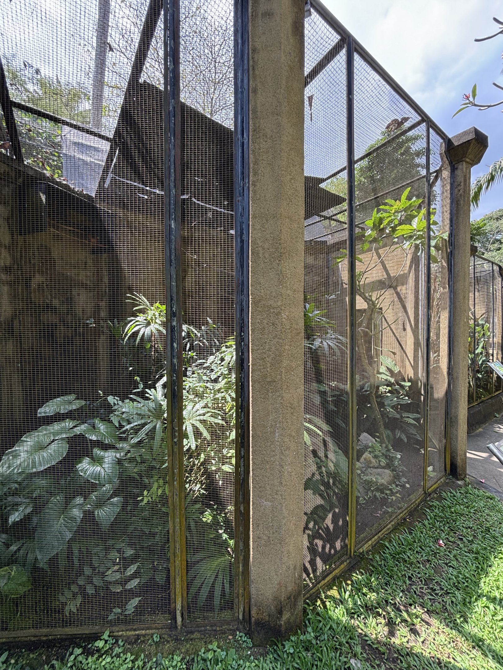 Greater Bird of Paradise Aviary