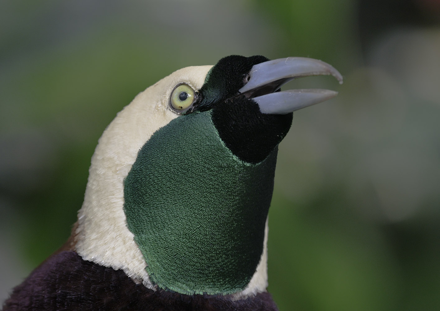 Greater bird of paradise calling