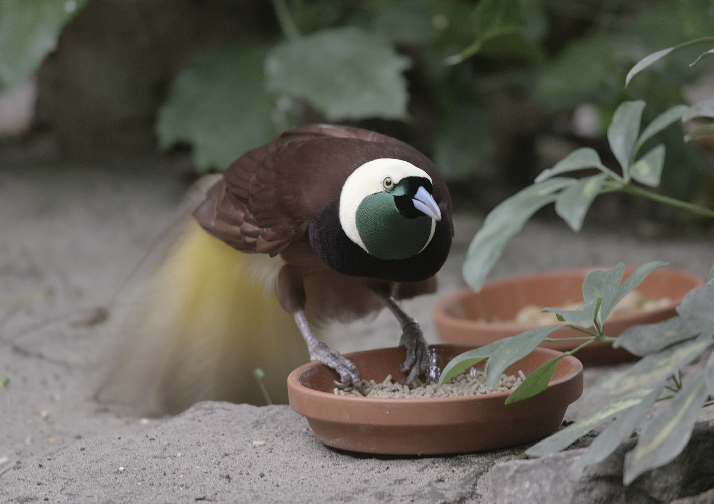 Greater bird of paradise feeding