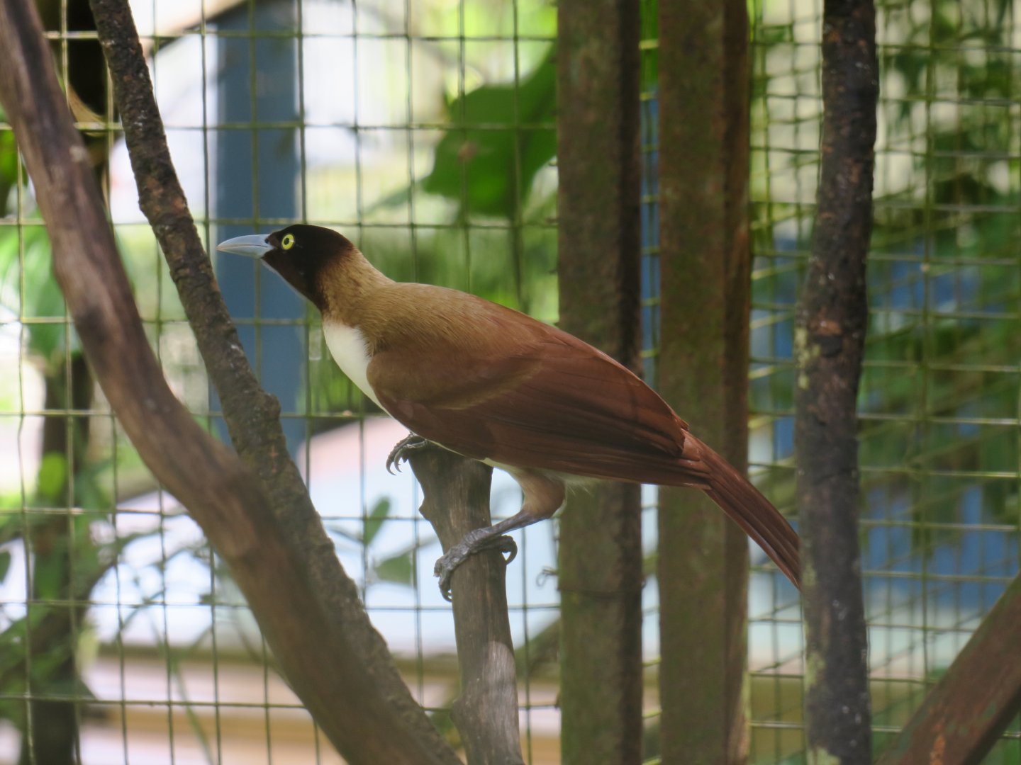 Greater bird-of-paradise (female)
