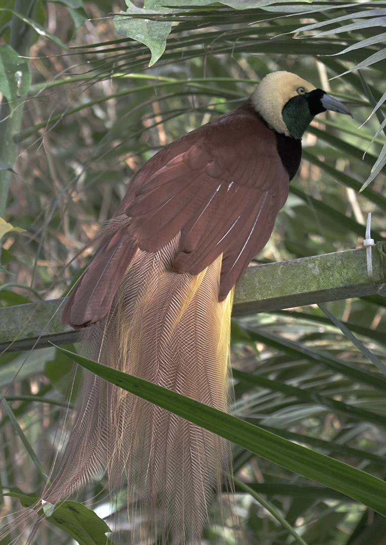 Greater bird of paradise (in full plumage)