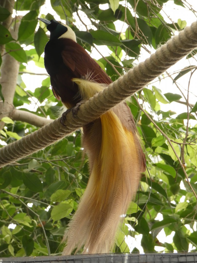 Greater Bird-of-Paradise in walk-through