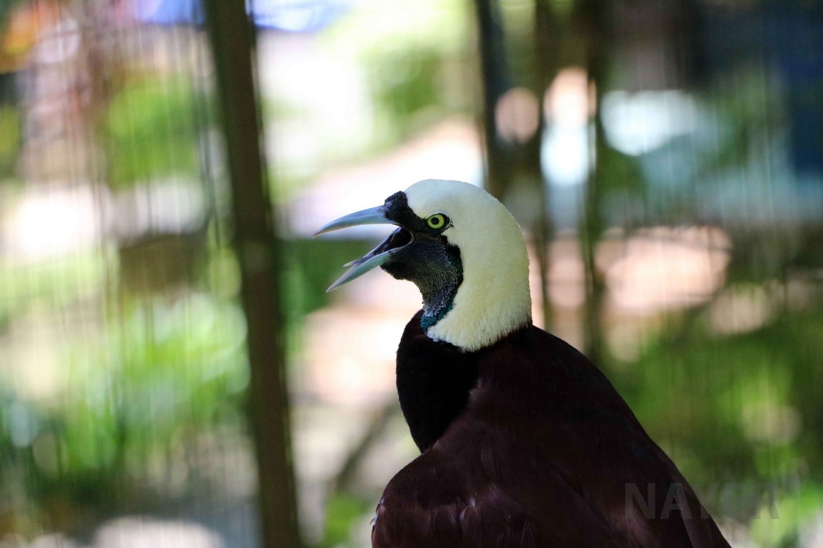 Greater bird-of-paradise, June 2016