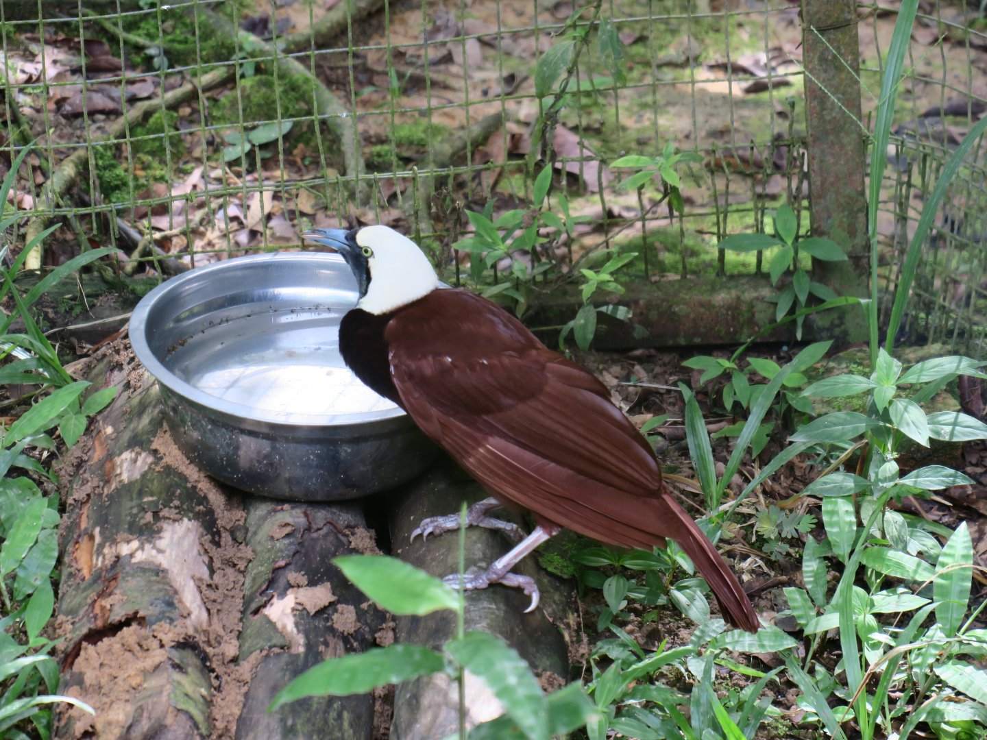 Greater bird-of-paradise (male)