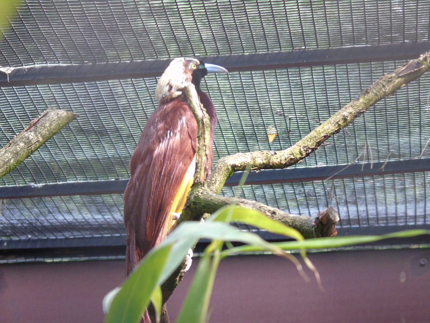 Greater bird-of-paradise - May 2017