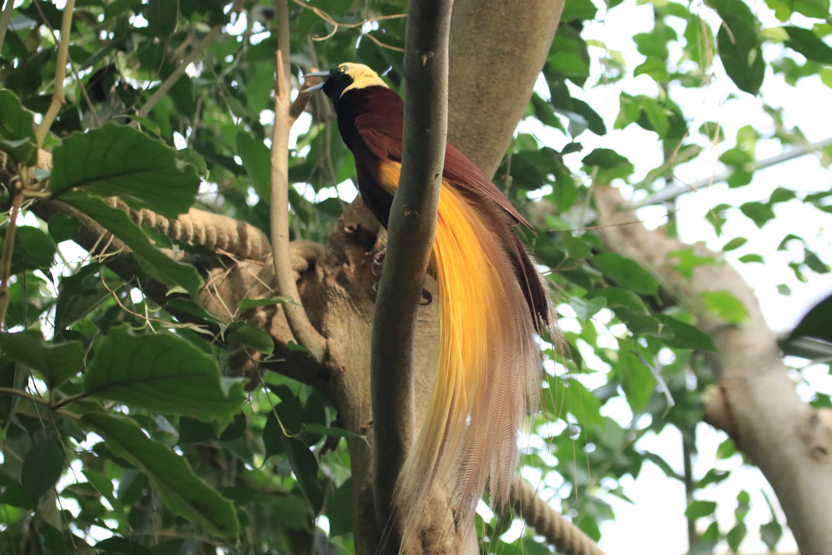 Greater bird-of-paradise (November 2019)