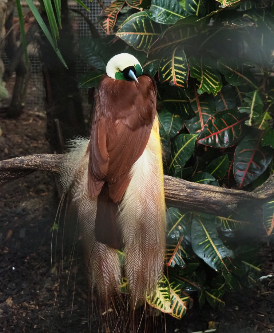 Greater bird-of-paradise (Paradisaea apoda), 2020-09-03
