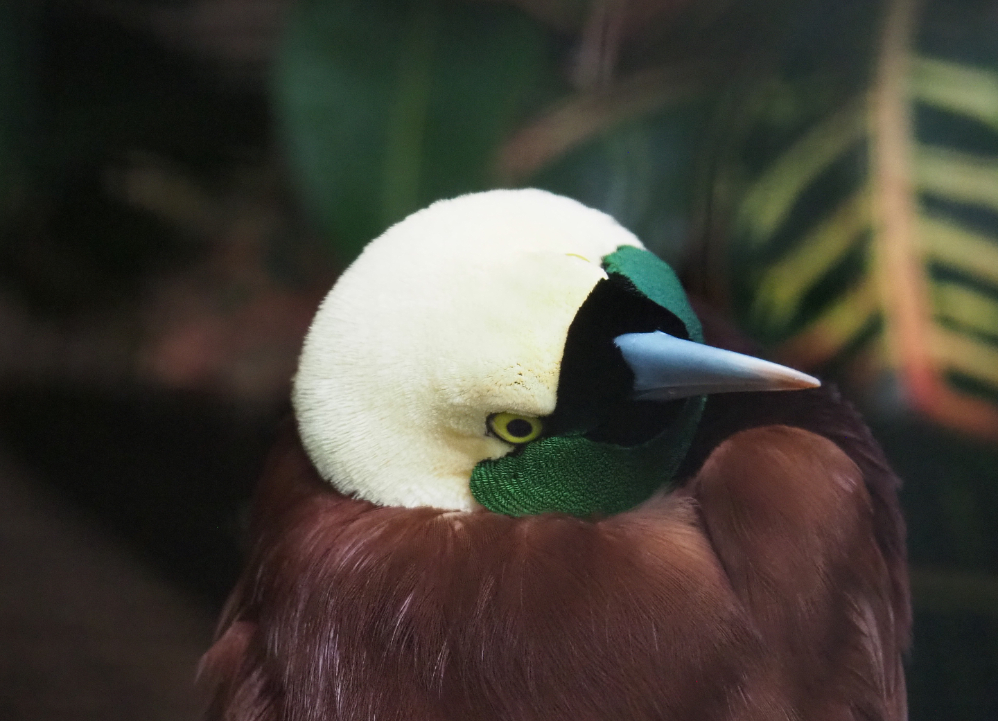 Greater bird-of-paradise (Paradisaea apoda), 2020-09-03