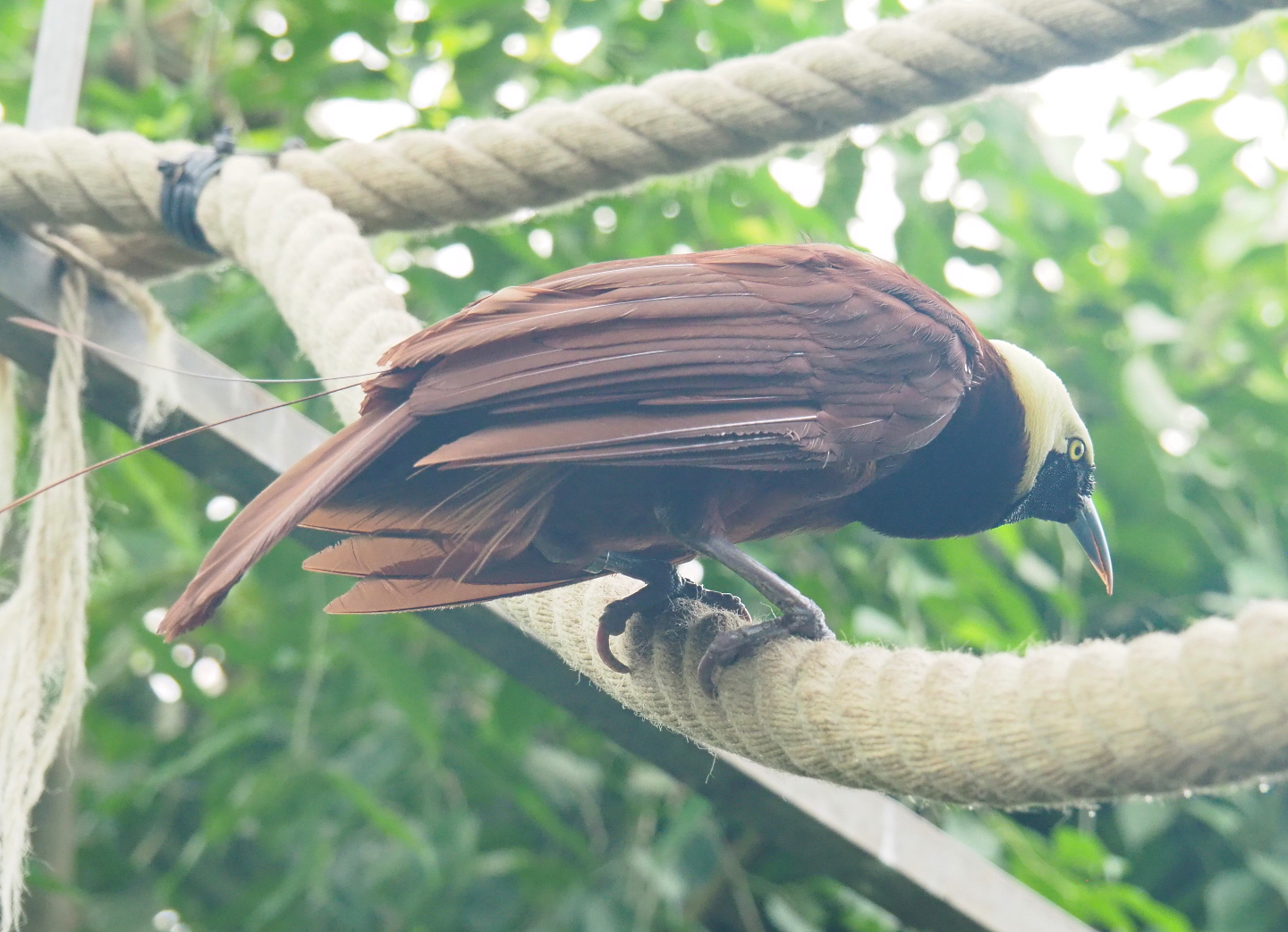 Greater bird-of-paradise (Paradisaea apoda), 2021-09-03