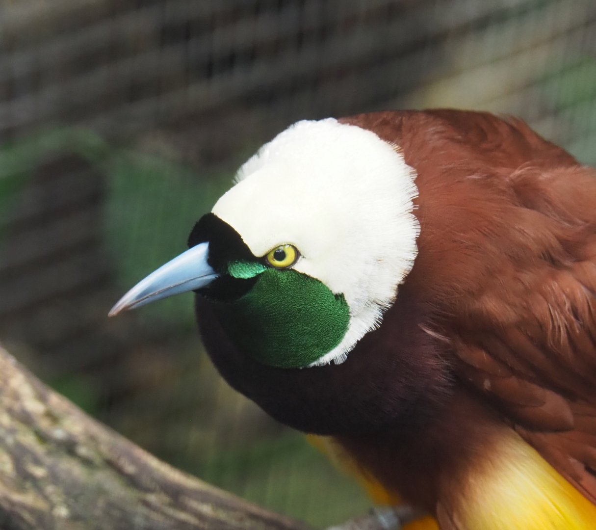 Greater bird-of-paradise (Paradisaea apoda), 2022-06-28