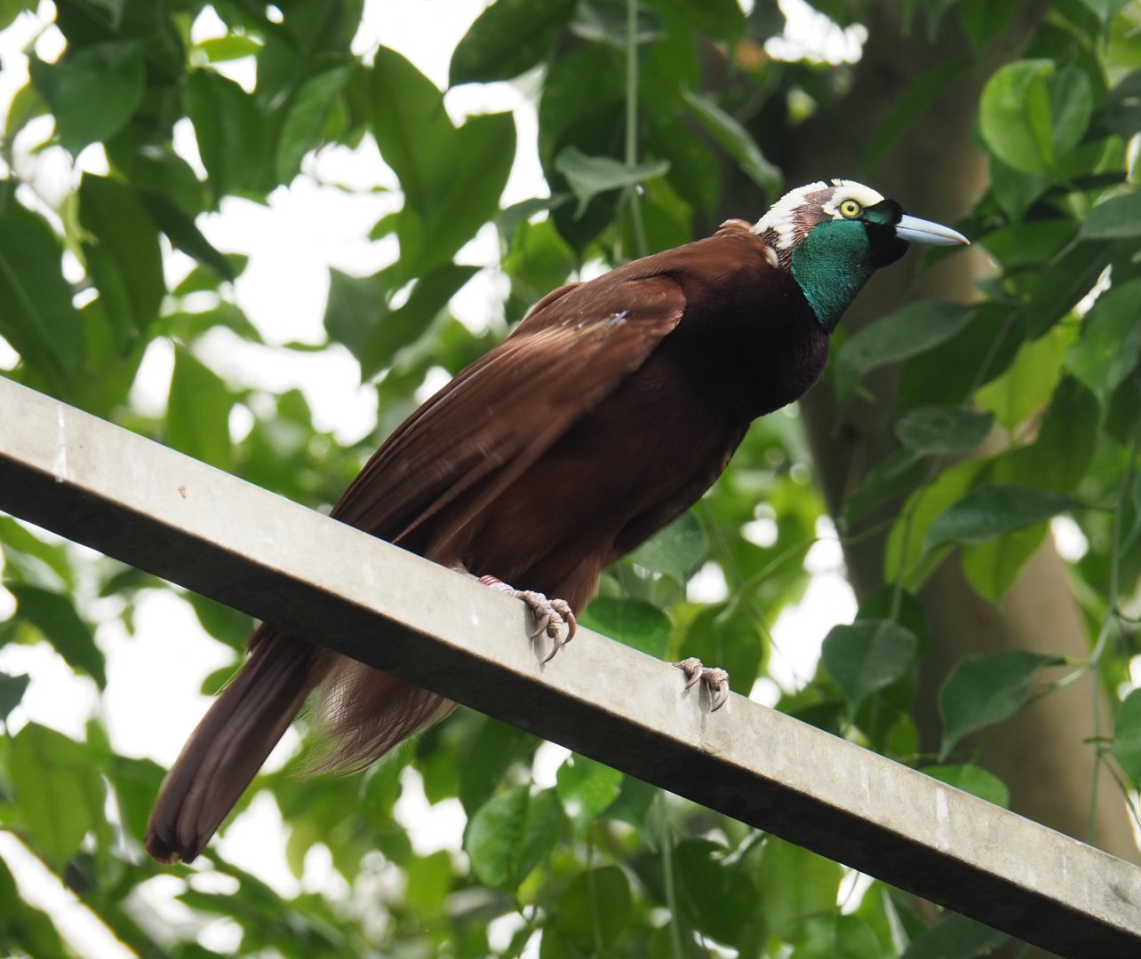 Greater bird-of-paradise (Paradisaea apoda), 2022-06-28