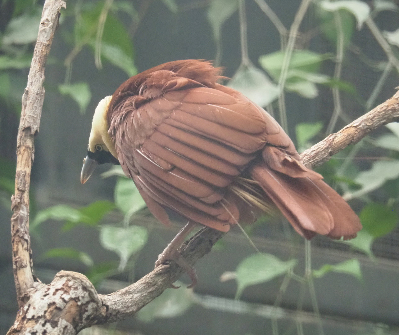 Greater bird-of-paradise (Paradisaea apoda), 2022-09-14