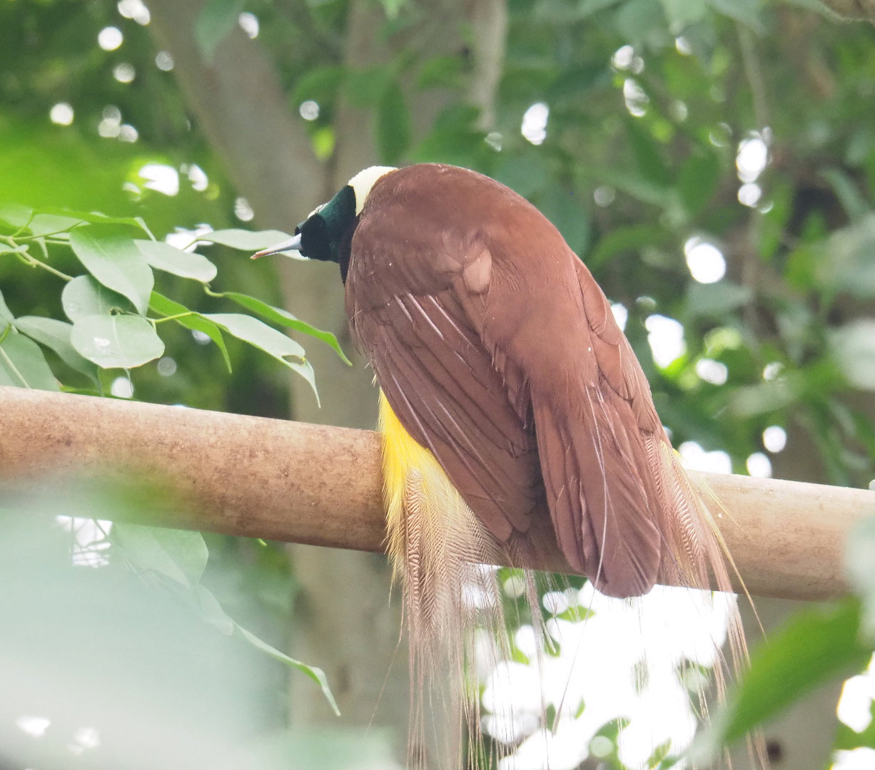 Greater bird-of-paradise (Paradisaea apoda), 2022-09-14