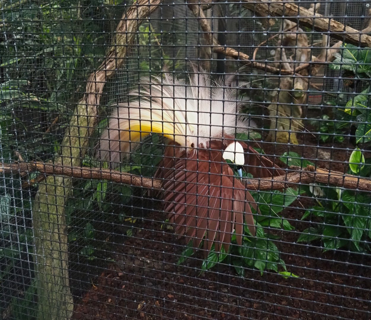 Greater bird-of-paradise (Paradisaea apoda), 2023-05-15