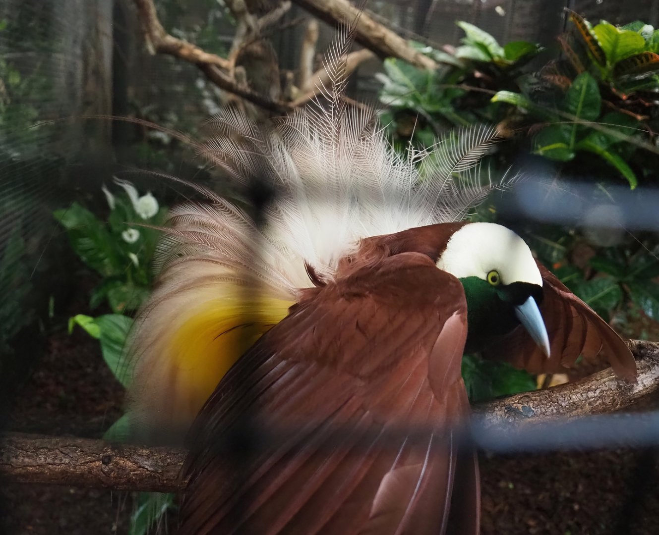 Greater bird-of-paradise (Paradisaea apoda), 2023-05-15