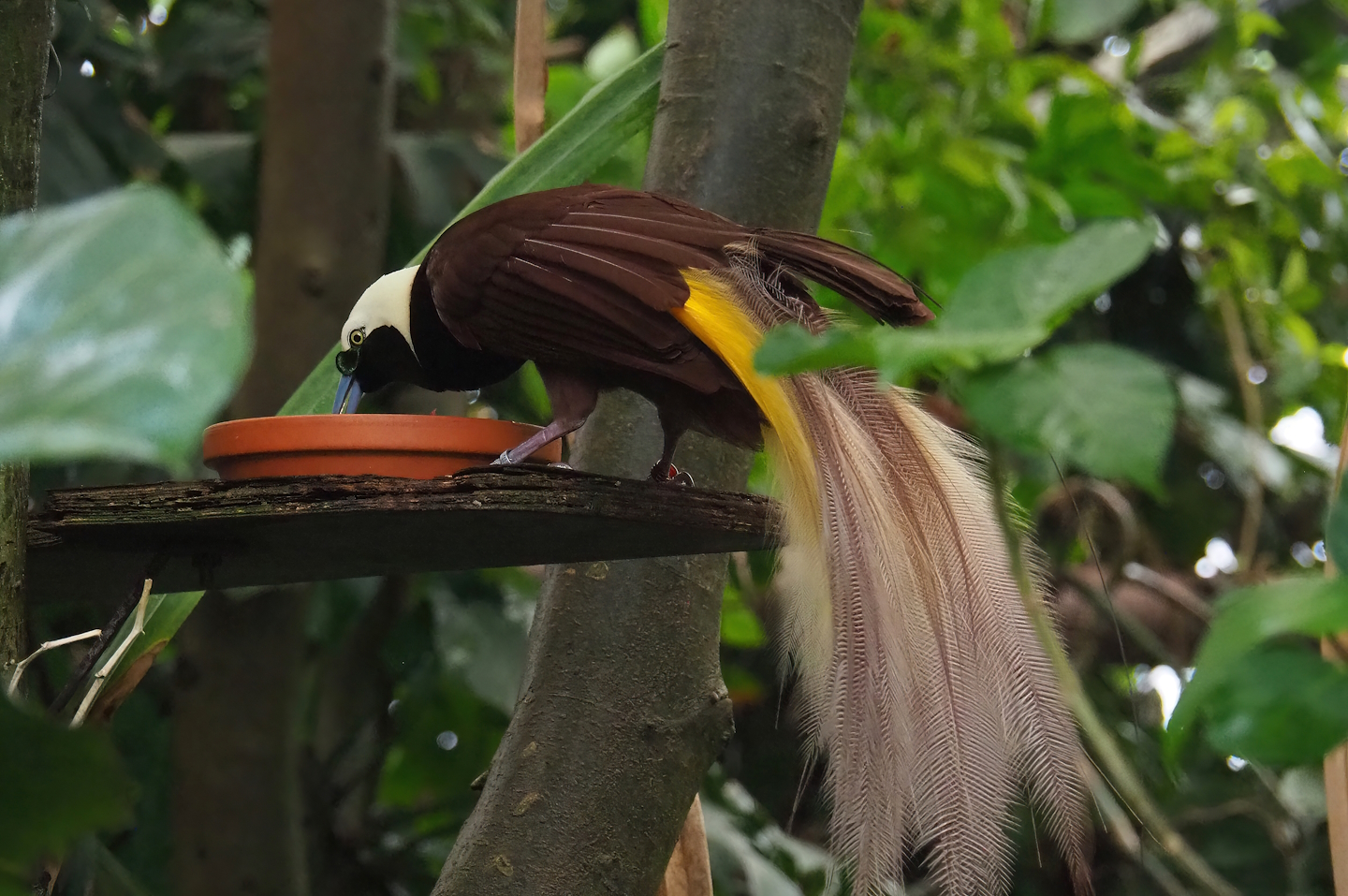Greater bird-of-paradise (Paradisaea apoda), 2023-05-15