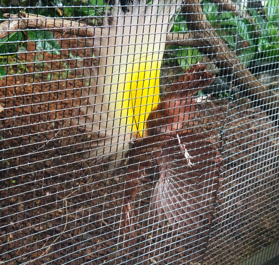 Greater bird-of-paradise (Paradisaea apoda), 2023-05-16