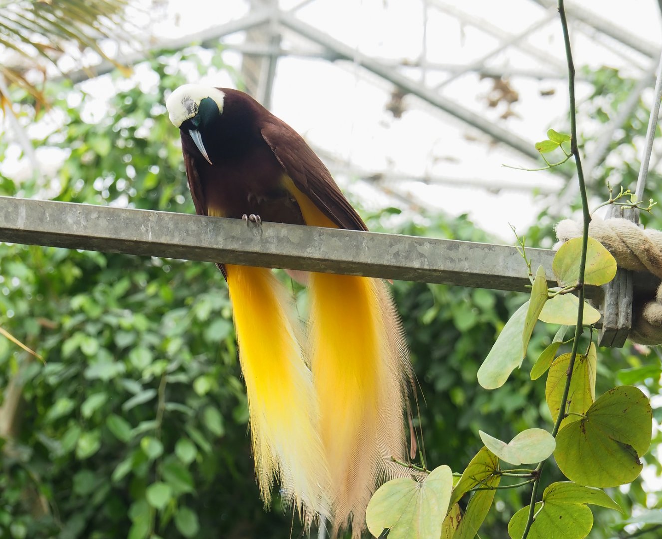 Greater bird-of-paradise (Paradisaea apoda), 2023-05-16