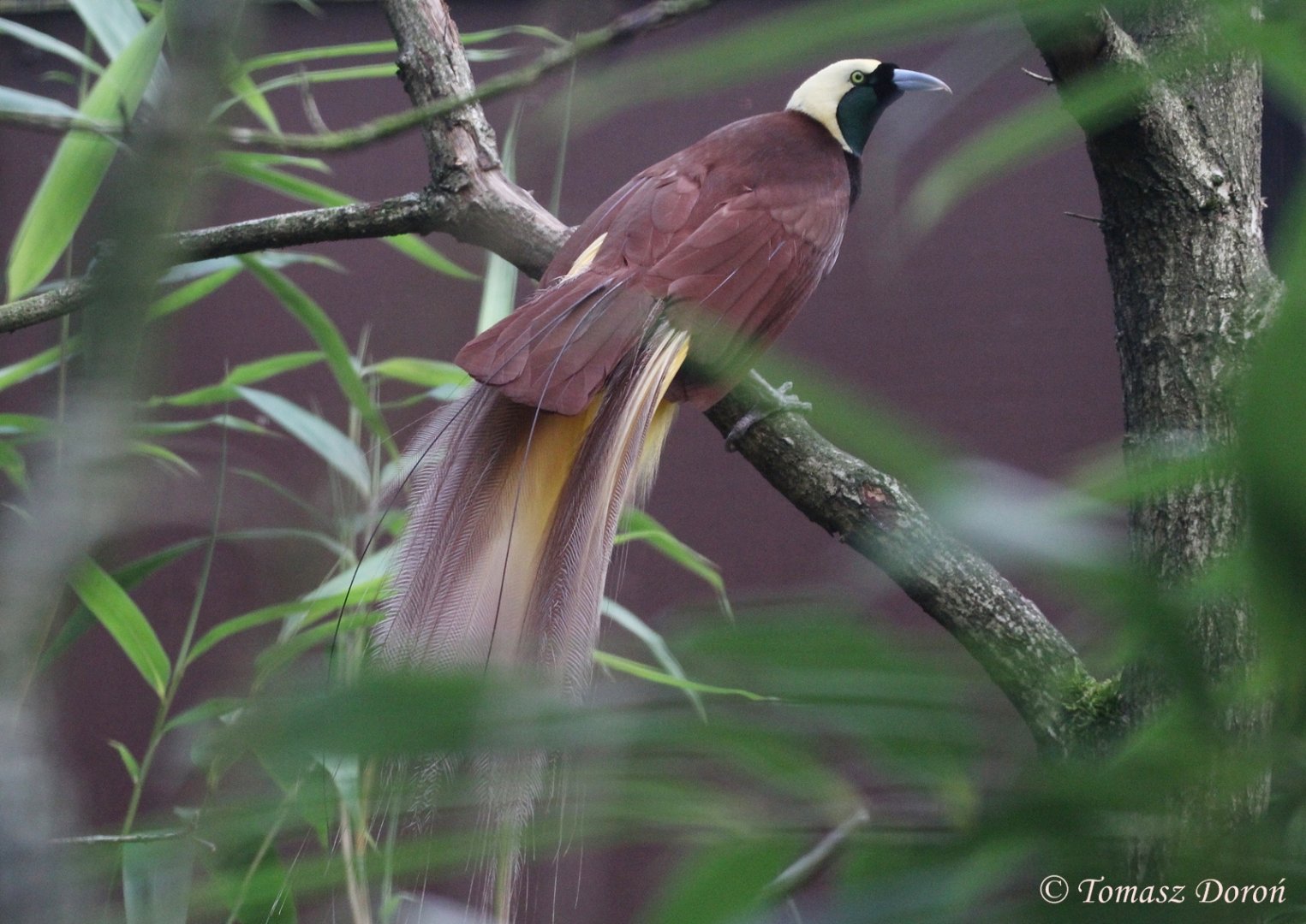 Greater Bird-of-Paradise (Paradisaea apoda) ad. male