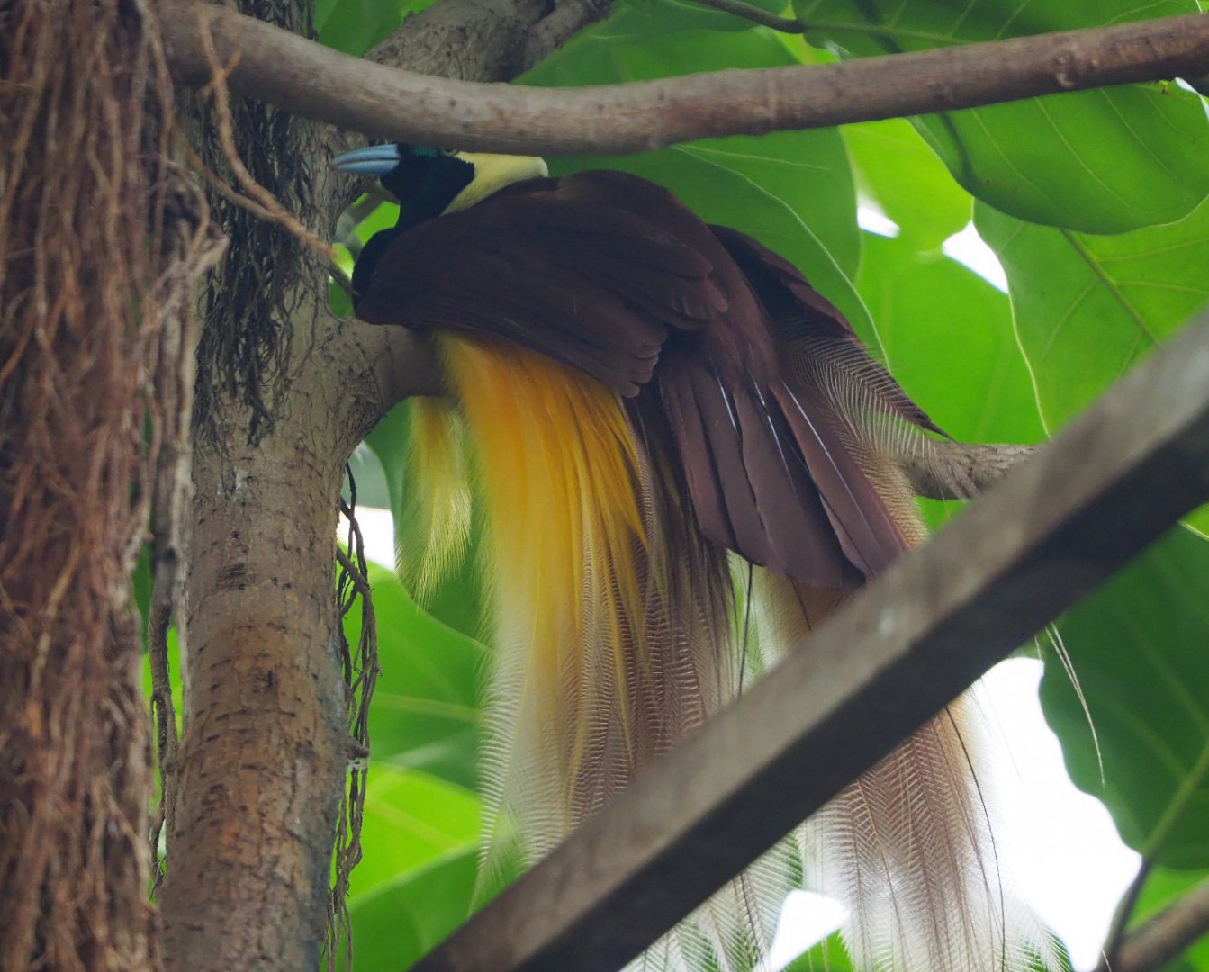 Greater bird-of-paradise (Paradisaea apoda apoda), 2019-10-05