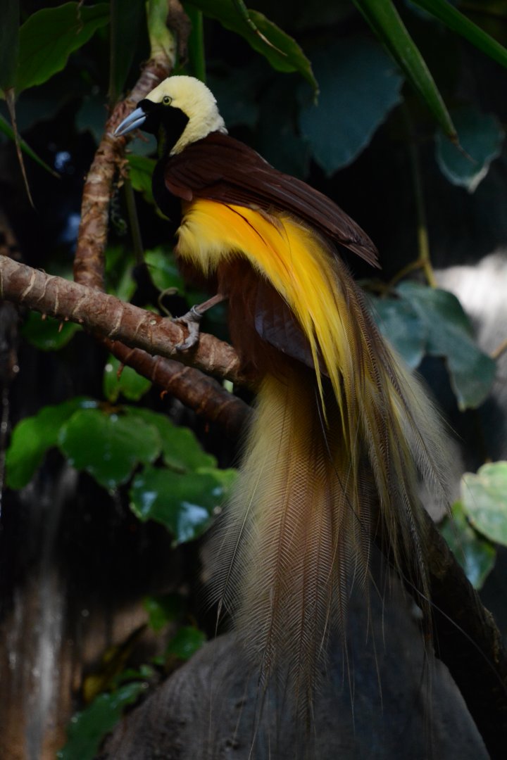 Greater bird-of-paradise (Paradisaea apoda apoda)