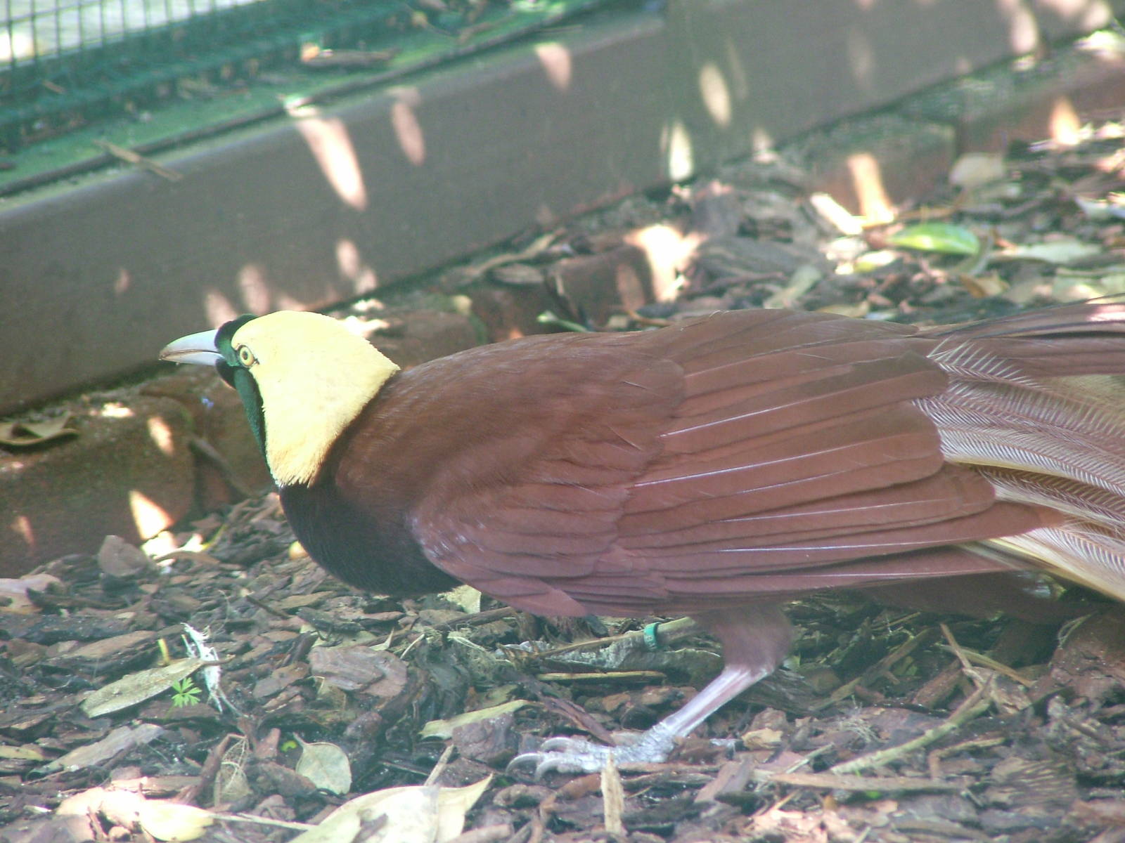 Greater Bird of Paradise (Paradisaea apoda) at Walsrode 2007