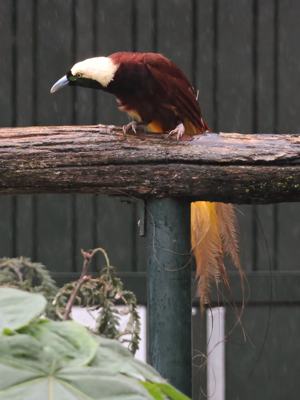 Greater bird-of-paradise (Paradisaea apoda) - Brook Valley Zoo