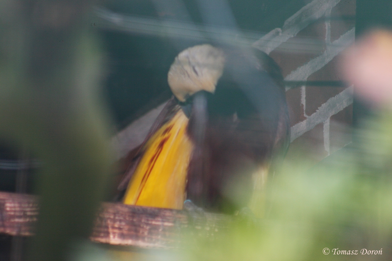 Greater Bird-of-paradise (Paradisaea apoda) October 2007