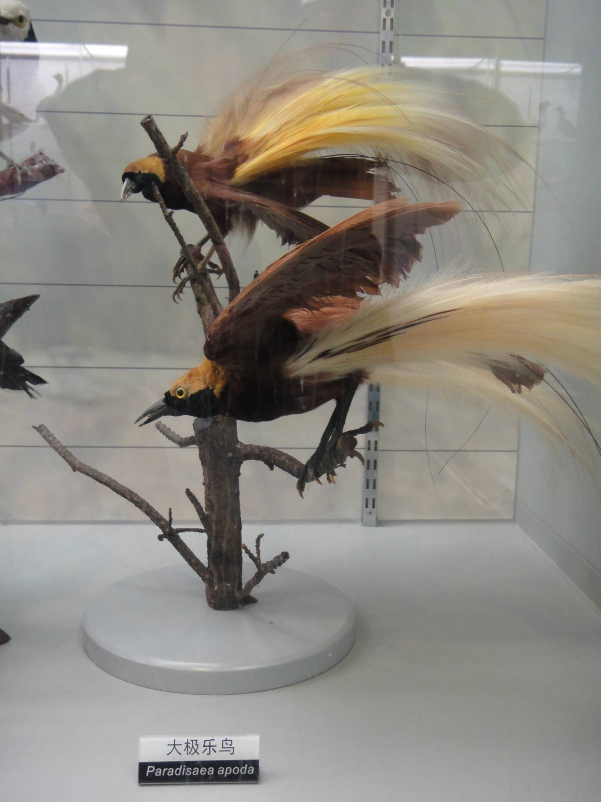 Greater bird of paradise (Paradisaea apoda)