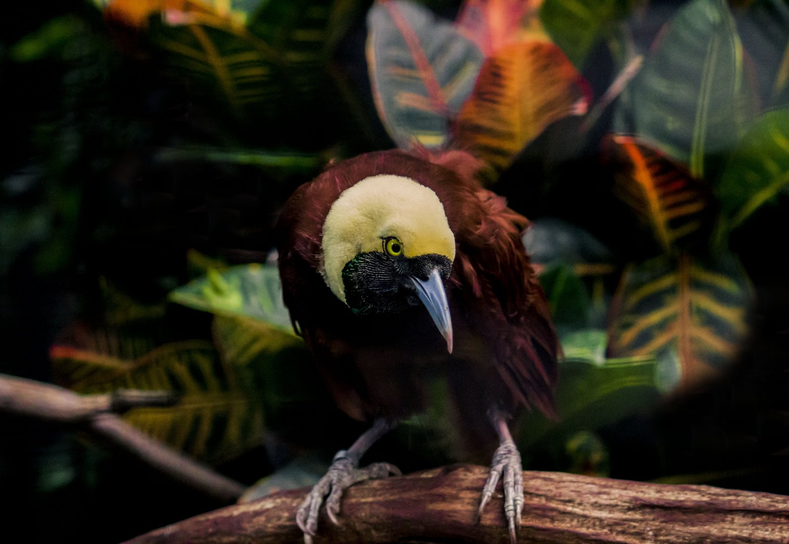 Greater bird-of-paradise, Paradisaea apoda