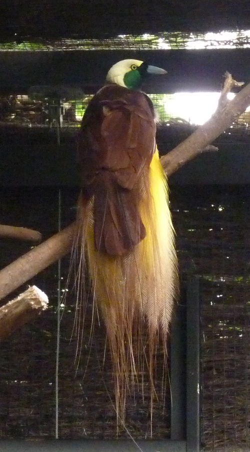 Greater bird of paradise (Paradisaea apoda)