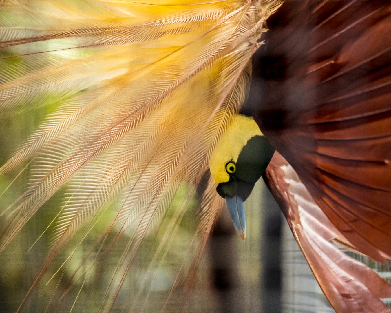 Greater bird-of-paradise, Paradisaea apoda