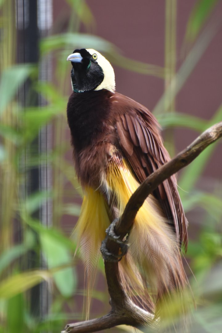 Greater Bird-of-paradise Paradisaea apoda