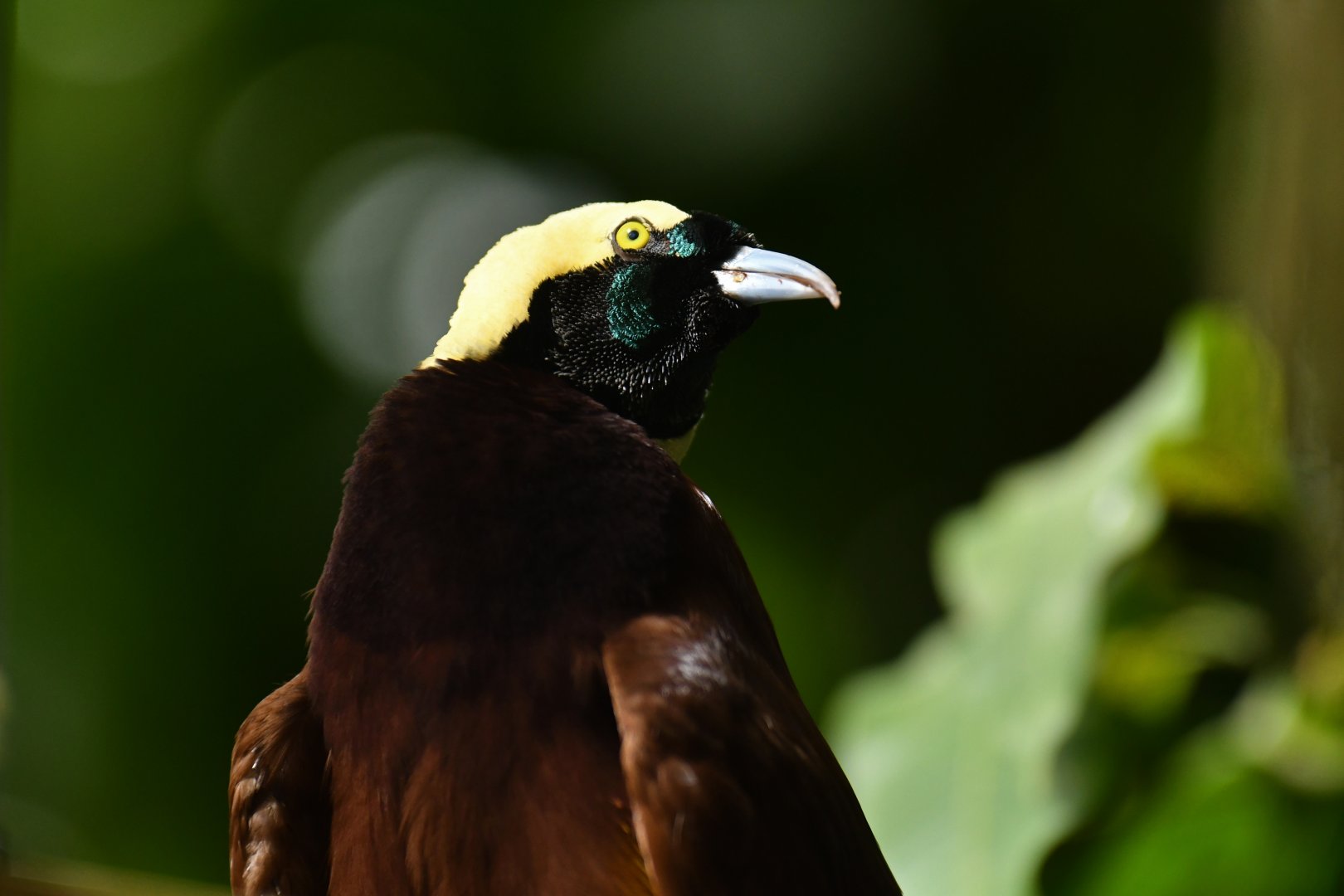 Greater Bird-of-paradise Paradisaea apoda