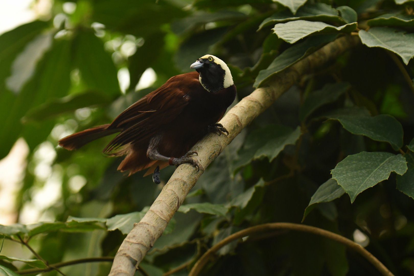 Greater Bird-of-paradise Paradisaea apoda