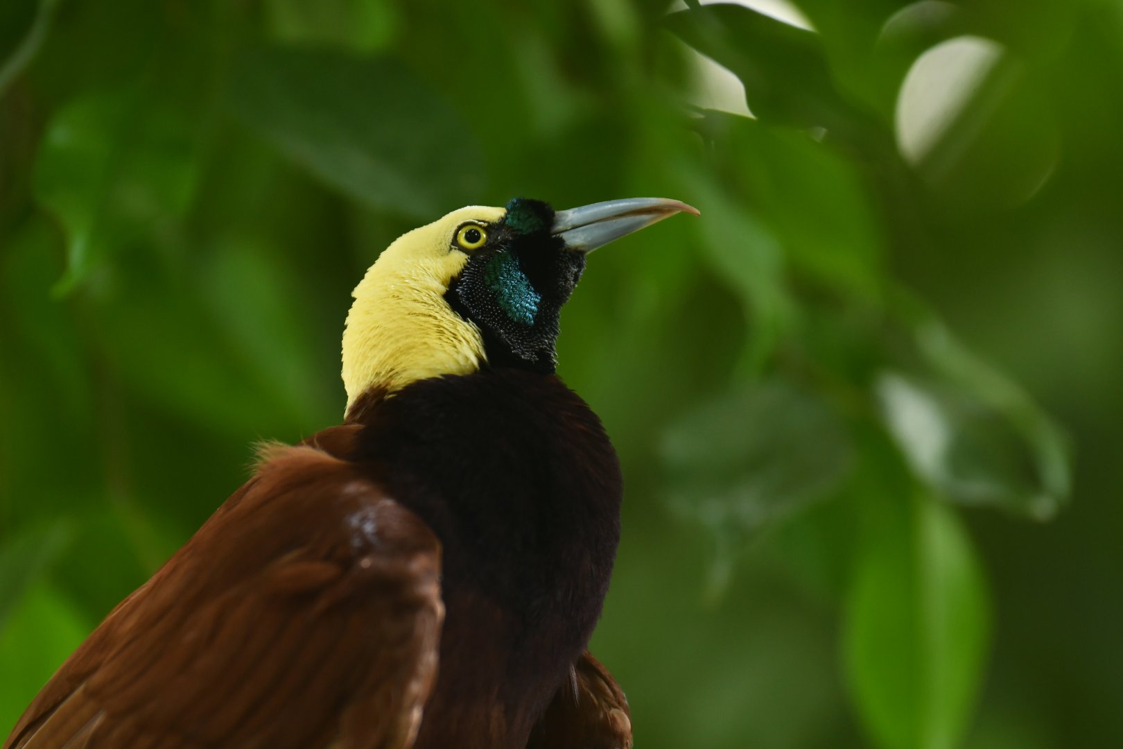 Greater Bird-of-paradise Paradisaea apoda