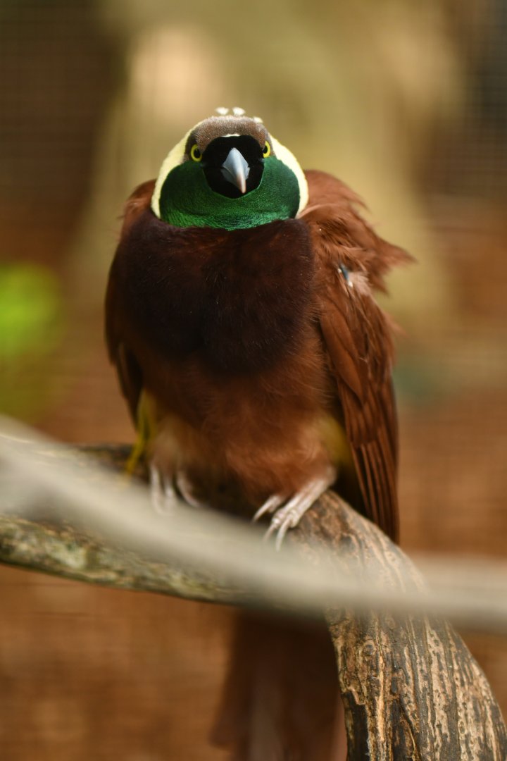 Greater Bird-of-paradise Paradisaea apoda