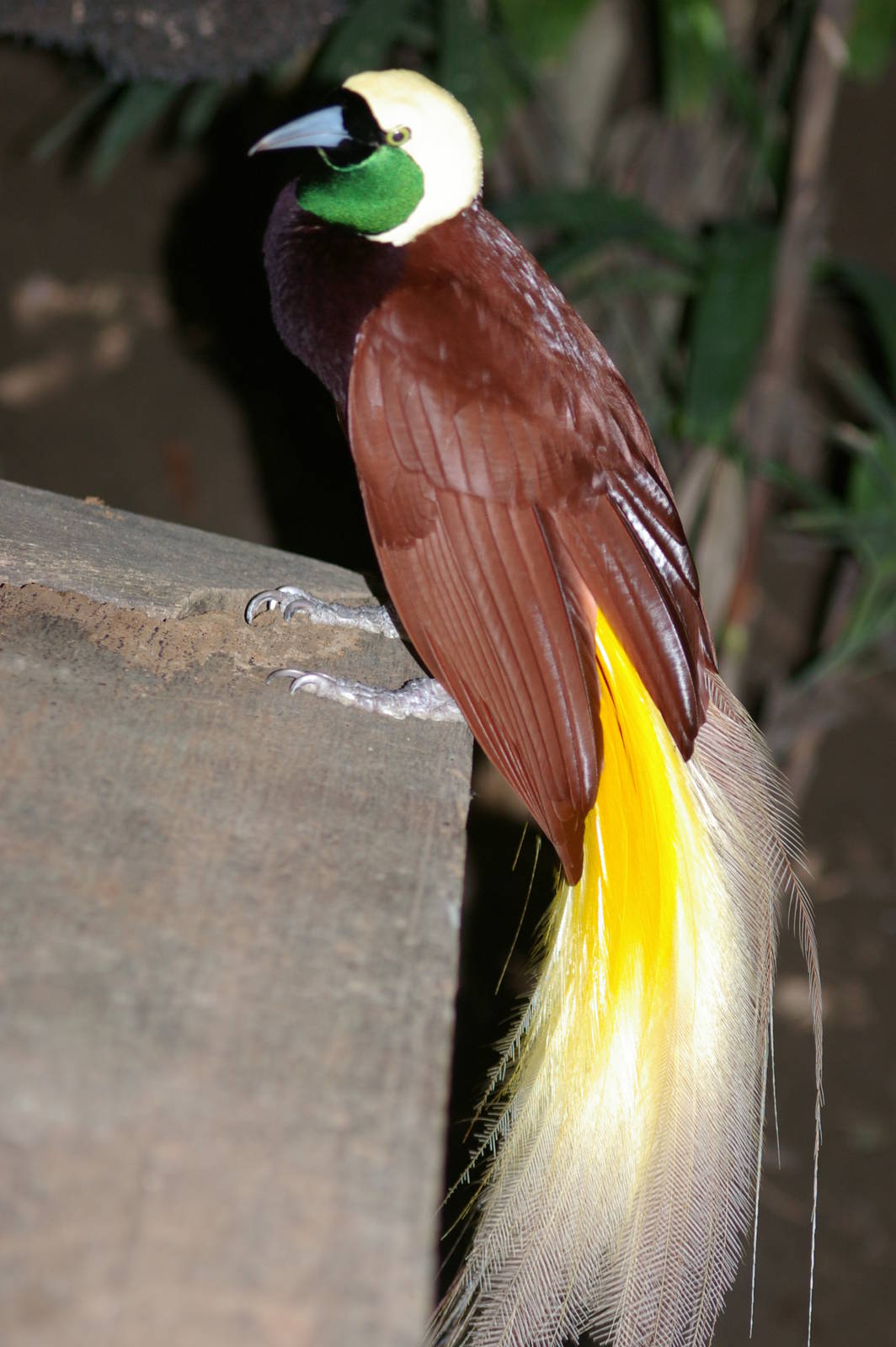 greater bird-of-paradise (Paradisaea apoda)